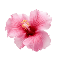 Cola de Caballo e Hibisco